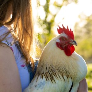 Basiscursus Natuurlijk kippen houden PRO - 19 september 2026