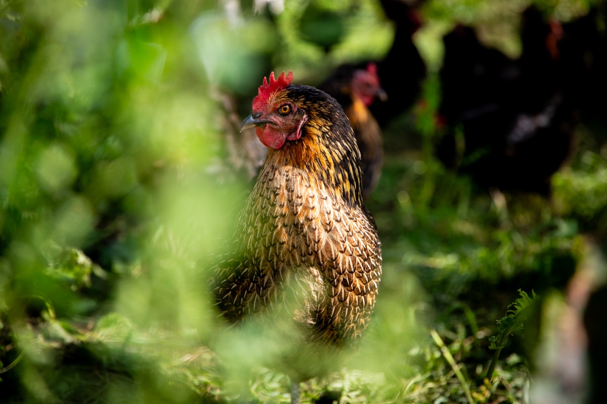 20240913_131912_IH-2