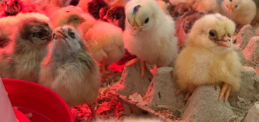 blog-kuikens-1024x484