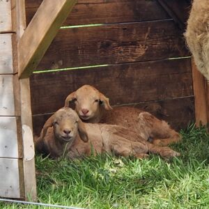 Geef om natuurherstel