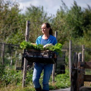 groente oogst vers van het land