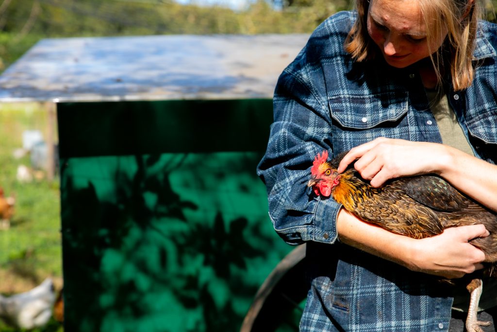 kip als onderdeel van het systeem