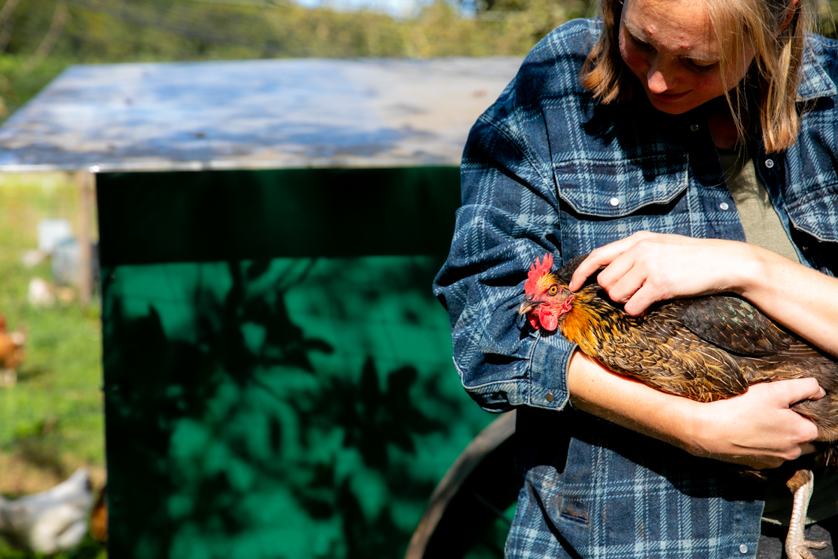 kip als onderdeel van het systeem