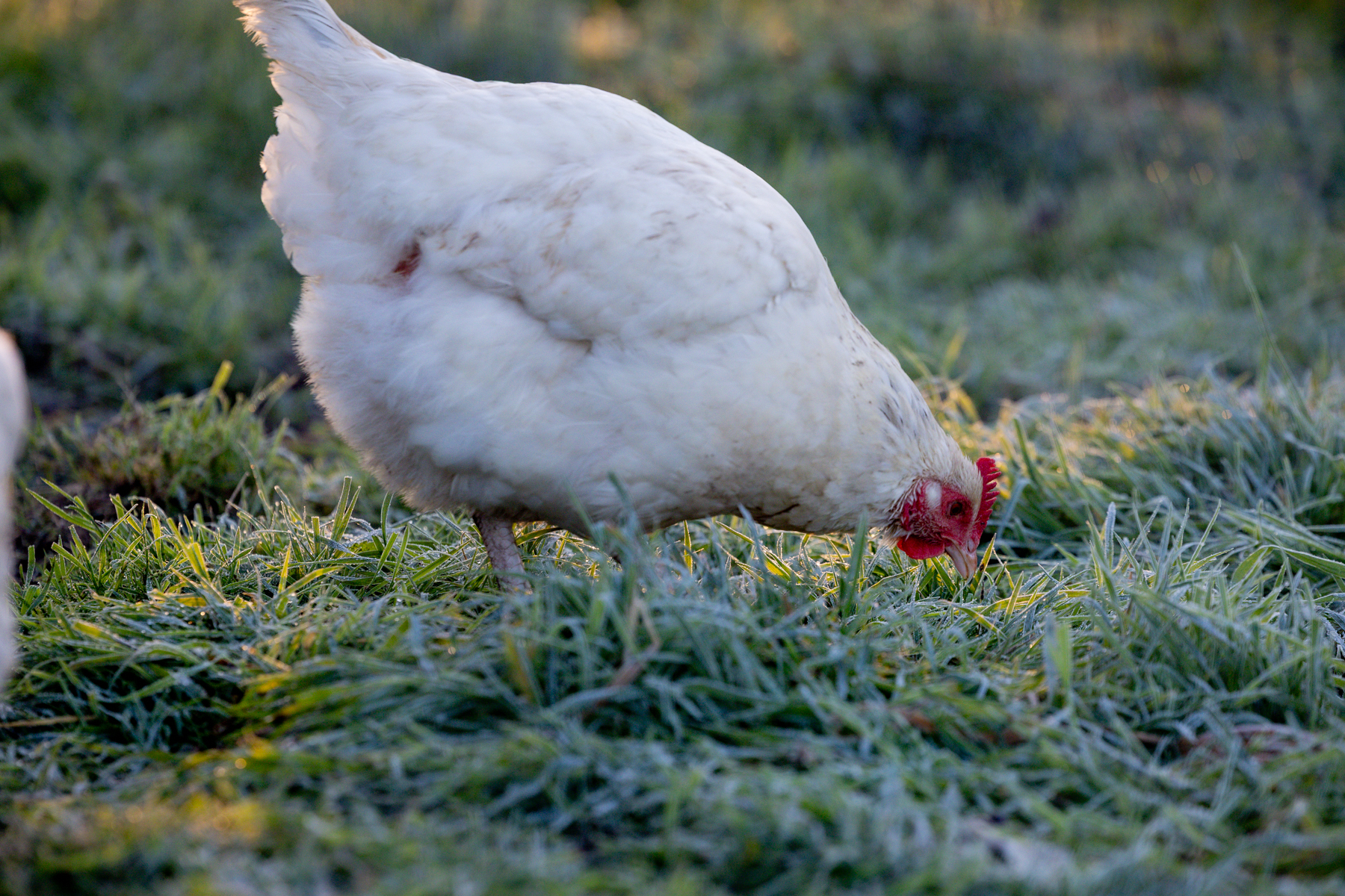 kip in no-dig tuinderij