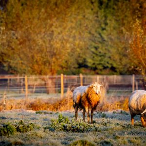 schapen en natuurherstel