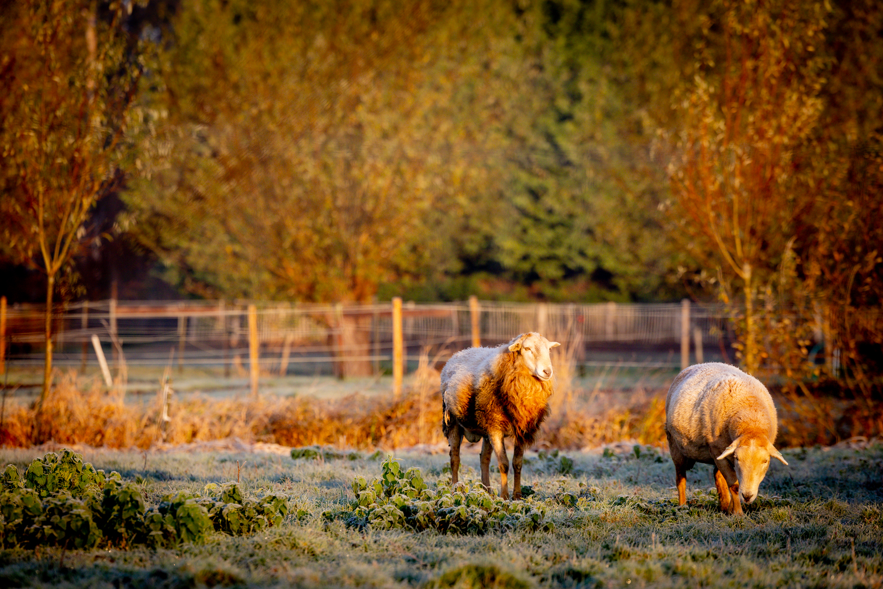 schapen en natuurherstel