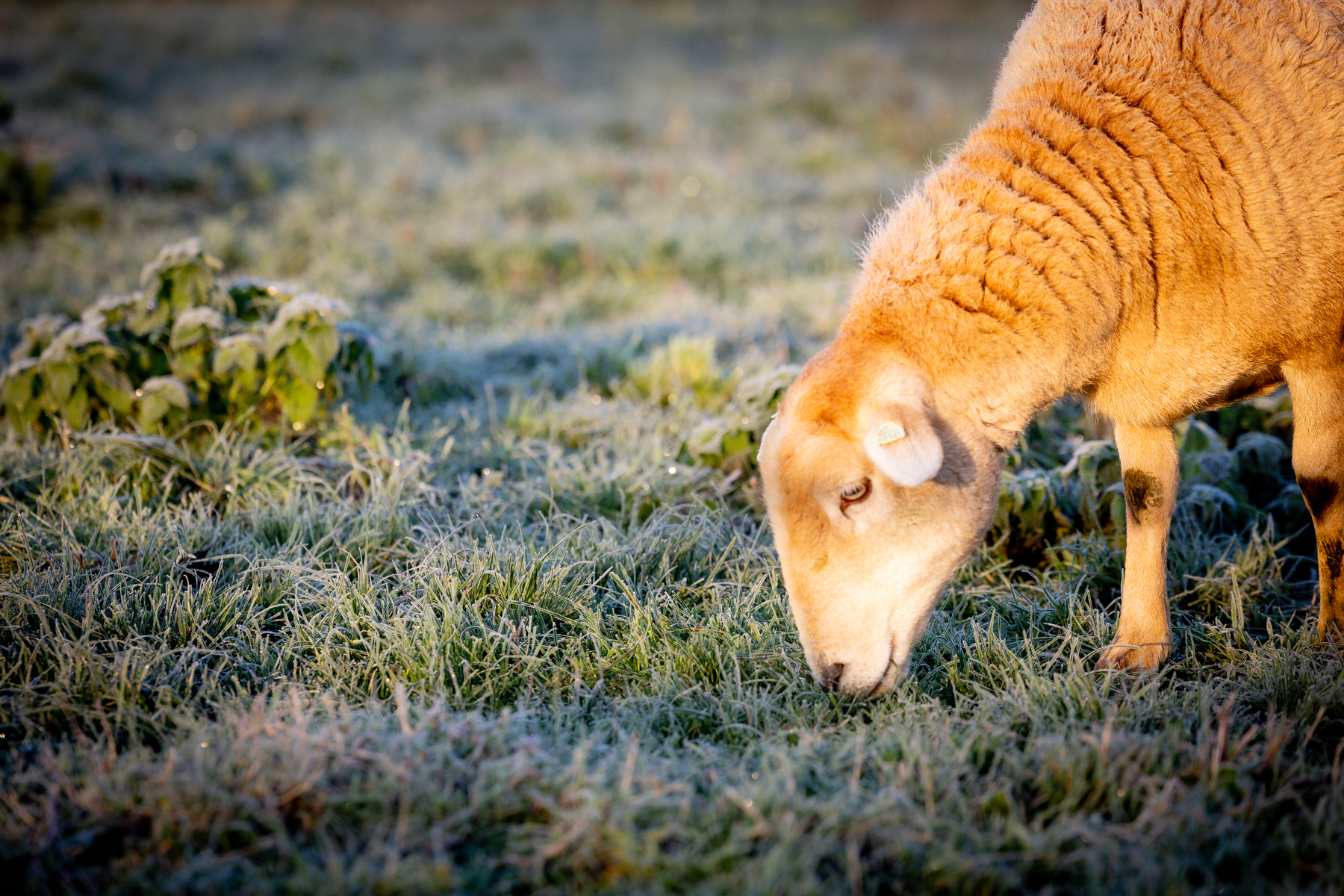 nolana schapen KipEigen