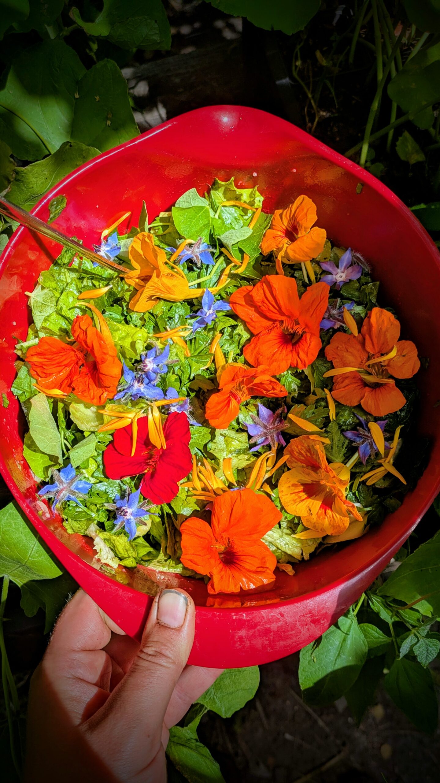 Lunch | Vers van ons land - 9 mei 2026 - Afbeelding 2