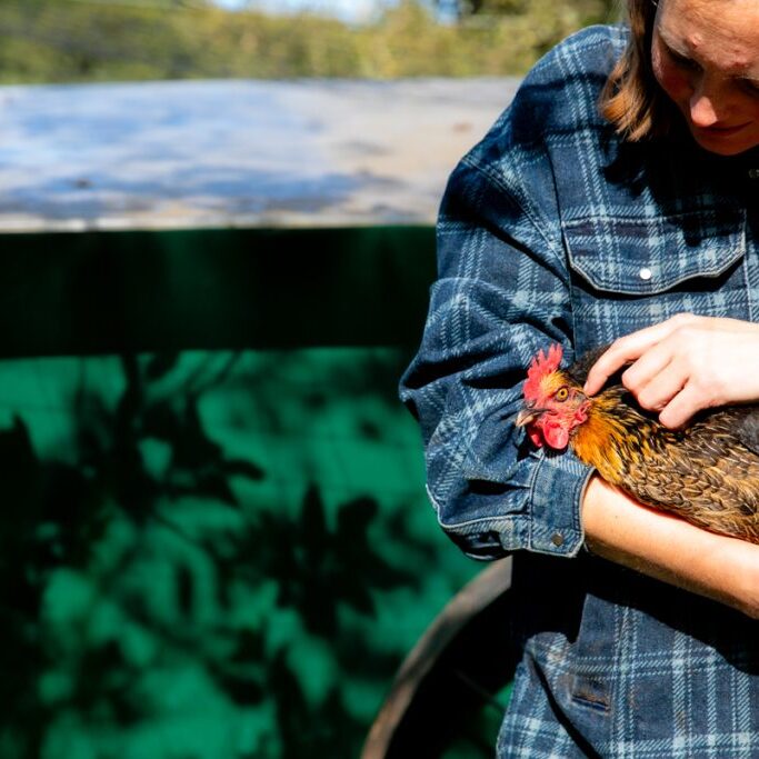 kip als onderdeel van het systeem