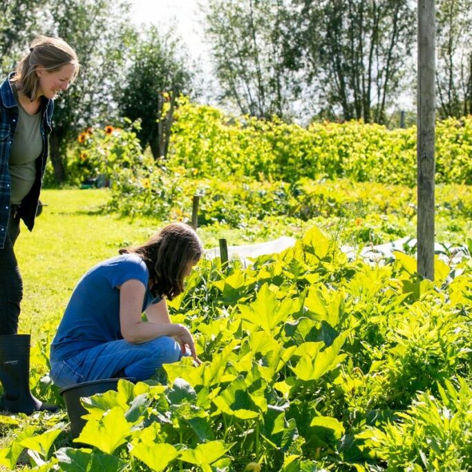 no dig tuinderij