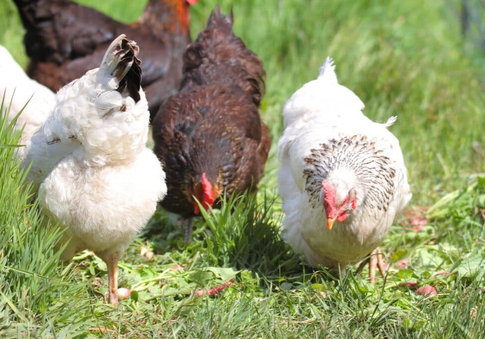 IMG_8985_E1-Copy-1024x683