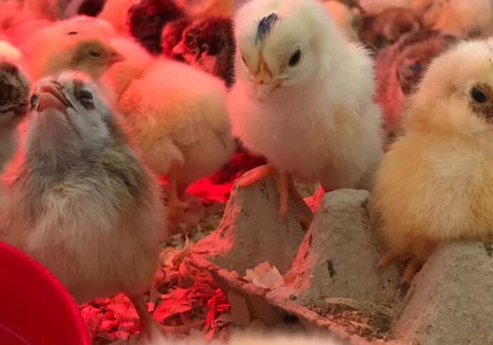 blog-kuikens-1024x484