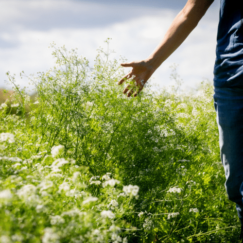 wilde flora workshop